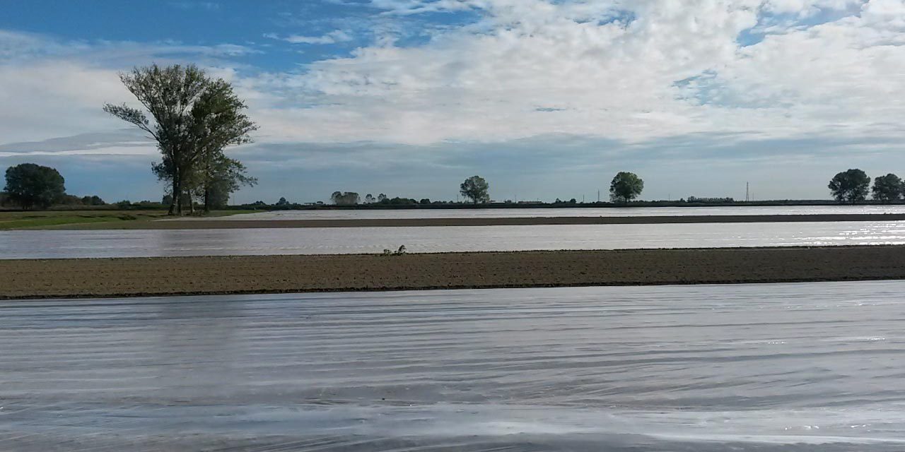 Désinfection chimique ou non chimique des sols : Comment bien préparer sa parcelle ?