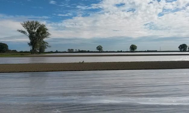 Désinfection chimique ou non chimique des sols : Comment bien préparer sa parcelle ?