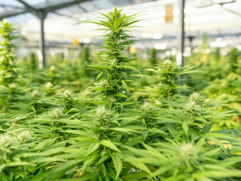 Shows y ferias de cannabis en 2026