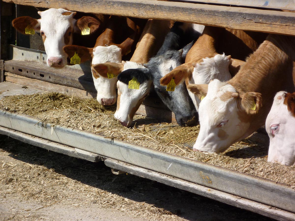 The role of silage in the meat industry