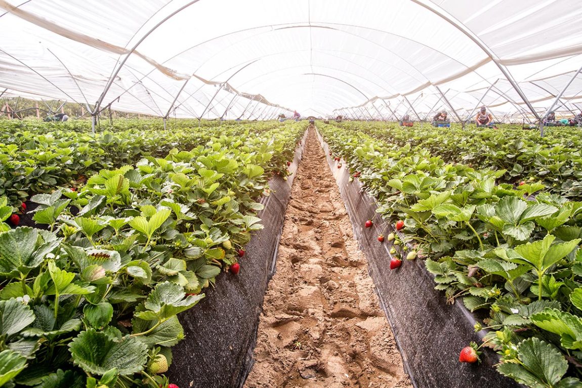 Strawberries under plastic tunnels