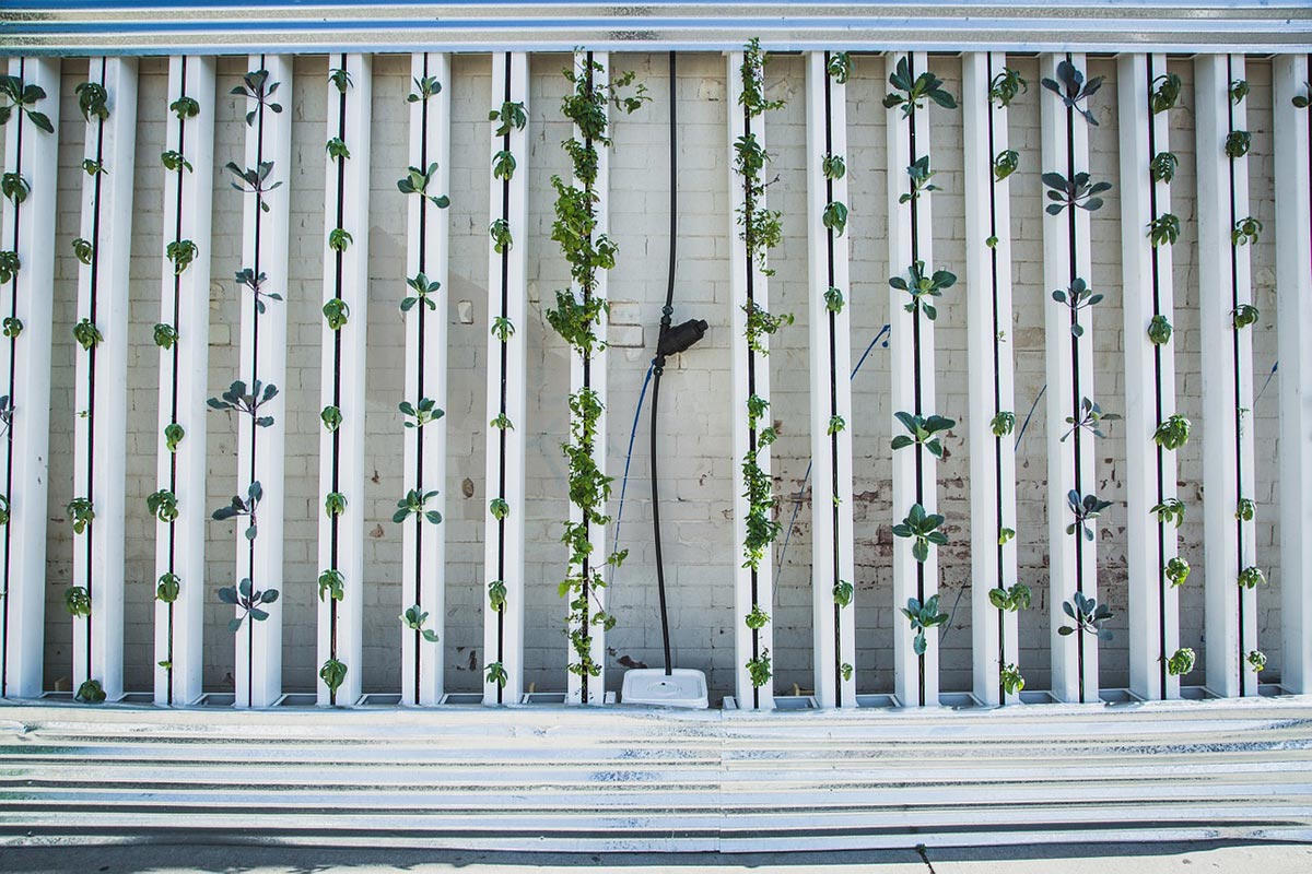 Agricultura Vertical: de qué se trata, pros y contras