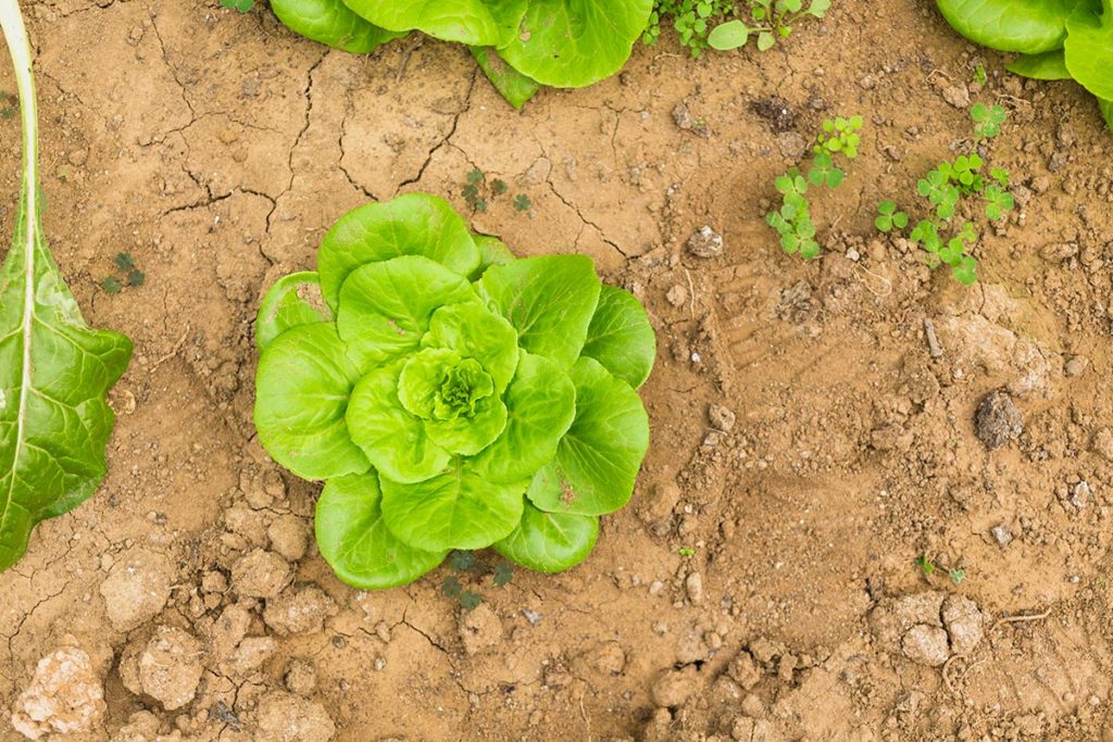 Cultivando lechuga en invierno con túneles altos. Diseñado por Freepik